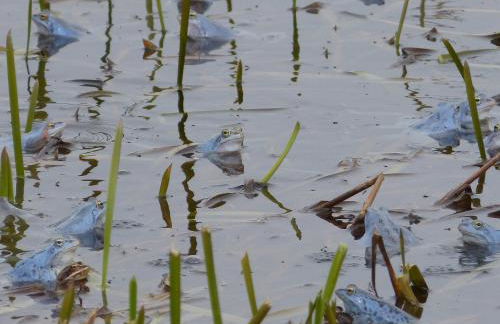 Zum Froschteich - Foto 13