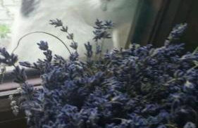 Agroturystyka Zaborski Sad - Foto 38