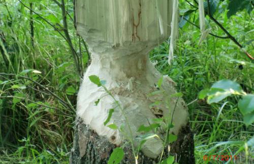 Agroturystyka Burylowka - Foto 41