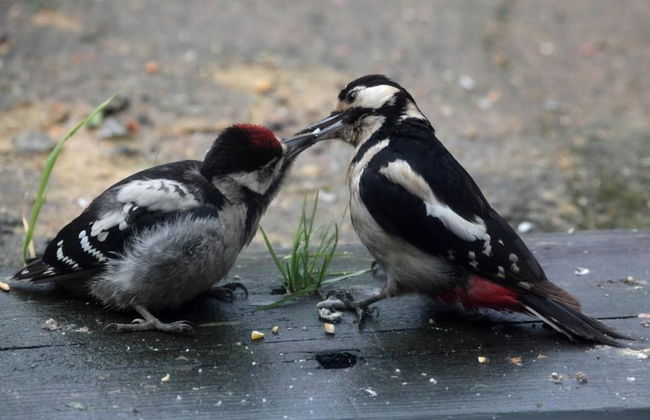 A Devon Rural Retreat - Foto 13