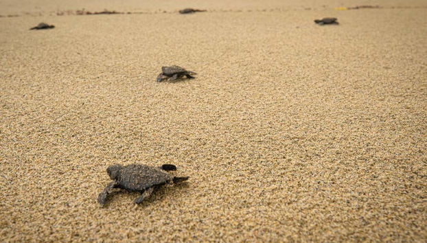 Turtle Release Experience - Foto 3