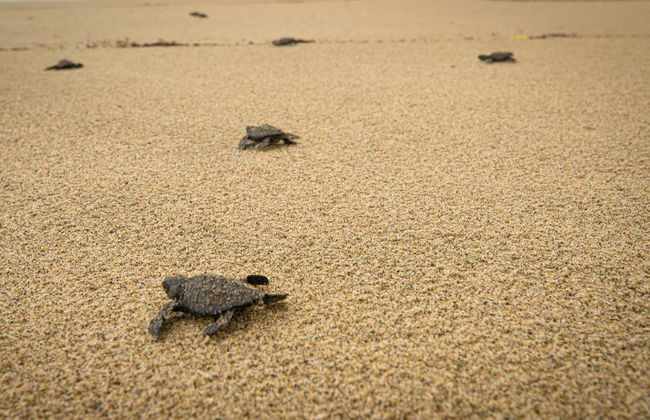 Liberazione di tartarughe nella spiaggia di Colotepec - Foto 2