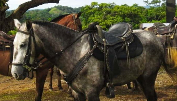 Chevaux pour la balade