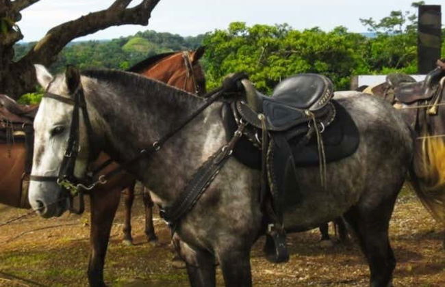 Tour en kayak por el lago Gatún + Paseo a caballo - Foto 4