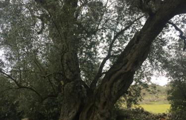 Masseria Berzario - Foto 67