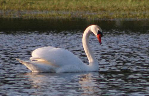 Na Plebanii - Foto 35