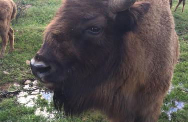 La Cabaña - Foto 39