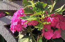 Studio cosy et tout neuf - Foto 18