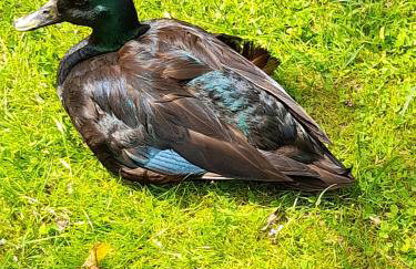 Pension Entenhausen - Foto 47