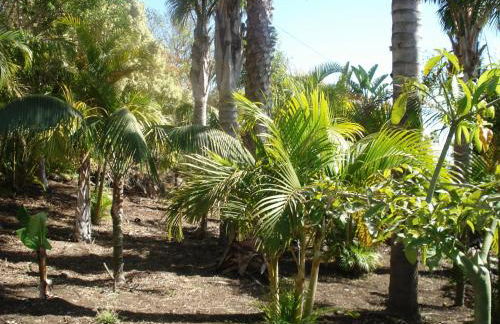 Apartamentos y Bungalows Finca Colón - Foto 42