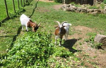 Gîte Pierre, Beynat, Corrèze - Foto 28