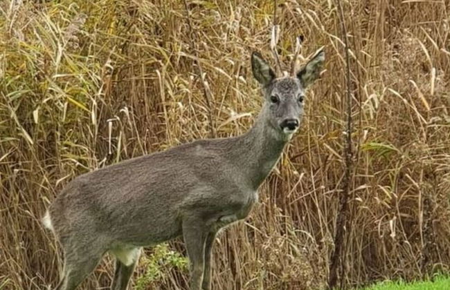 Beachvilla Grachtenblik - Foto 19