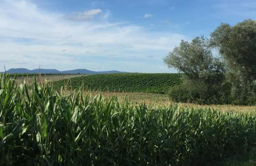 Haus Sonnengarten - Foto 25