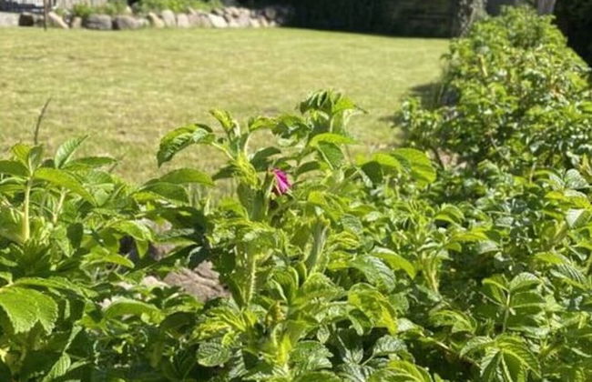 Lillehus Modern Retreat - Foto 15