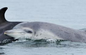 Highland Lodge - Foto 30