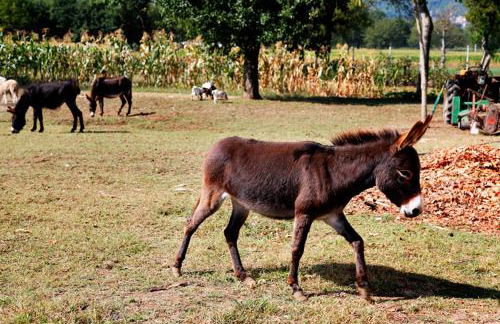 Azienda Agrituristica Pericle - Foto 50
