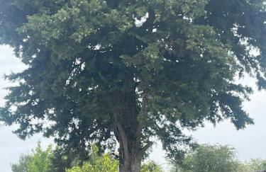 Maison Le grand sapin , 5min du zoo parc de Beauval - Foto 41