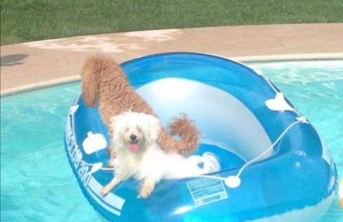 CHALET VELA Natura e Relax - Foto 9