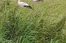 Ostoja Kamionki - Foto 20