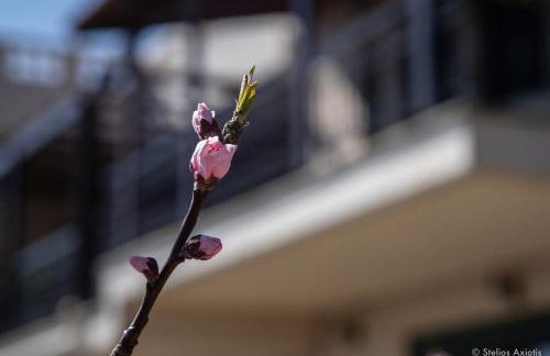 Aegean Panorama Apartments - Foto 20