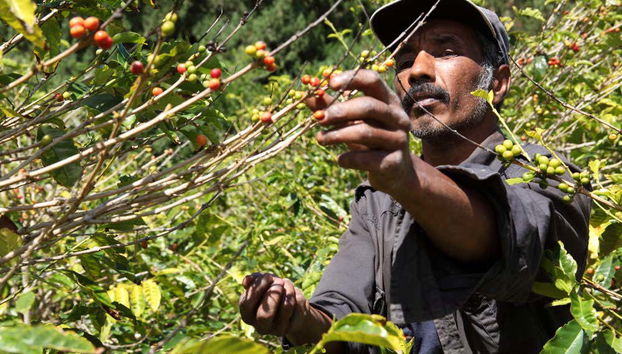 Escursione nella Valle di Agaete da Las Palmas - Foto 2