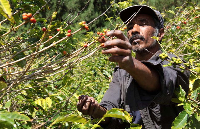 Escursione nella Valle di Agaete da Las Palmas - Foto 2