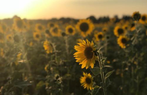 Apartament Bulwary Warty - Foto 12