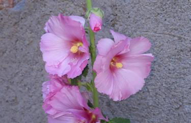 Gîte Le Pressoir - Photo 22