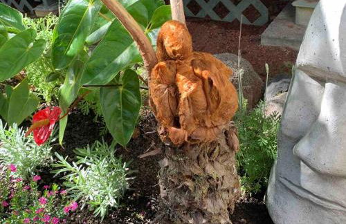 Hau'oli Place Tiki Cottage in Volcano - Foto 16