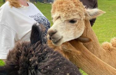 Unique Stay on an Alpaca Therapy Farm with Miniature Donkeys North Wales - Foto 17