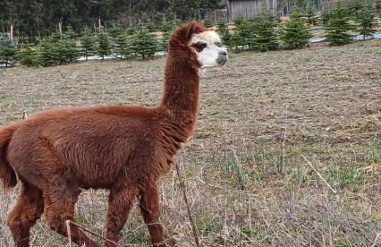 Fennies Hütte - Foto 31