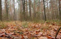 KURNIK - Domek pod lasem - Foto 25