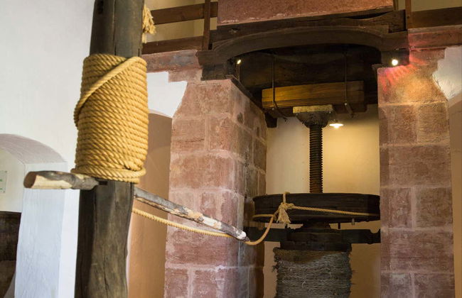 Visita guidata del Museo dell'Ulivo + Degustazione - Foto 11