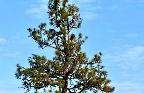 Eagle View Escape - Private Lakefront Estate - Foto 69