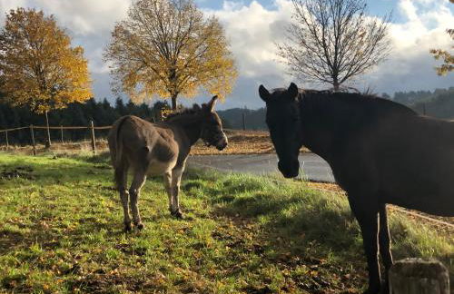 Haus Johannes - Foto 18