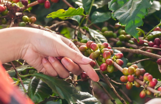 Tour do café por Jericó - Foto 7