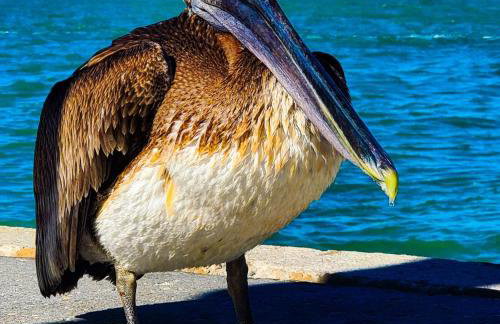 Affordable Two Bedroom Tropical Condo - Private Beach, Pools, Hot Tub - Foto 77