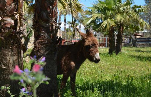 Masseria Grande Agriturismo - Foto 36