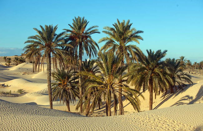 Excursion de 3 jours à El Djem, Douz et Kairouan - Photo 3
