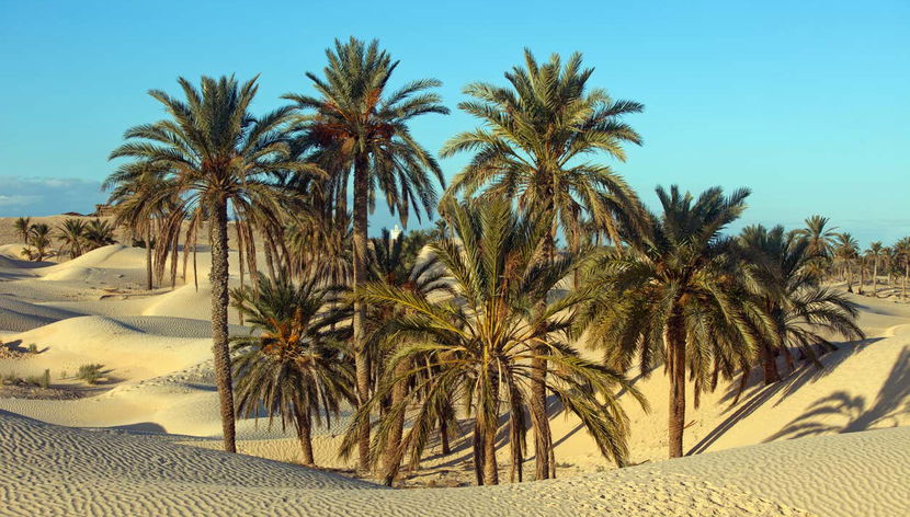 Contemplando os palmeirais de Tozeur