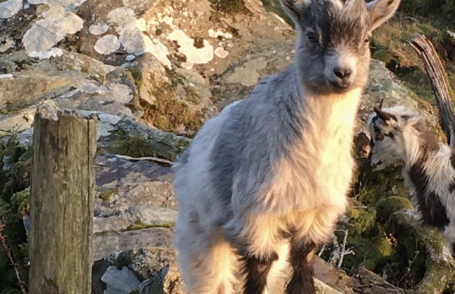 Cottage Dinorwig, get Away From it all - Foto 16