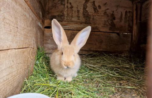 Dom wakacyjny w Lubianie - Foto 6