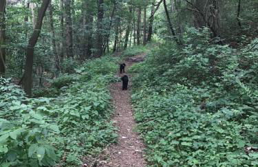 Ferienhaus Hassgautor - Foto 62