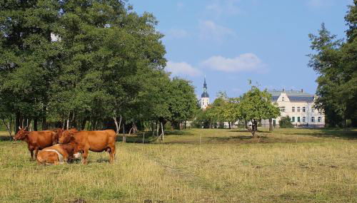 Spree Chalet - adults only - Foto 5, Garden