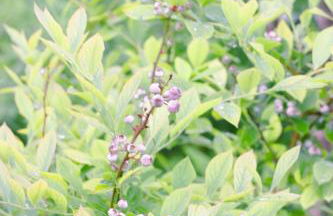 Hidden Gem Farm Homestead Sleeps 12 &Fresh Produce - Photo 25