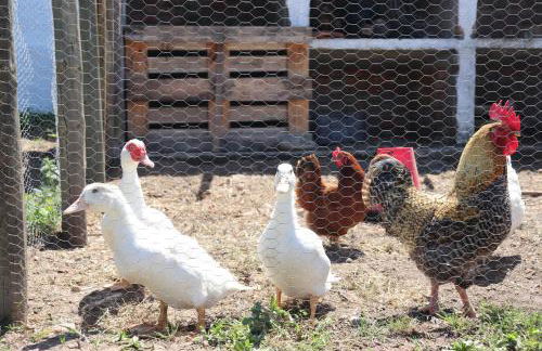 Quinta da Fé - Foto 17