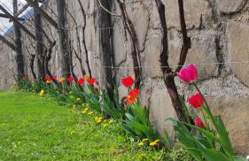 Oberberghof - Foto 11