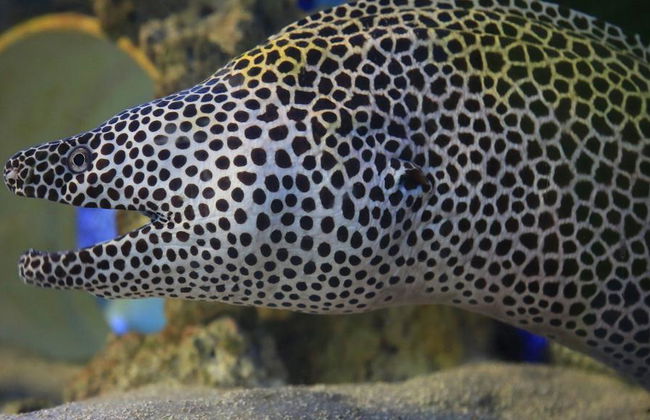Acuario Clearwater Marine Aquarium - Foto 1