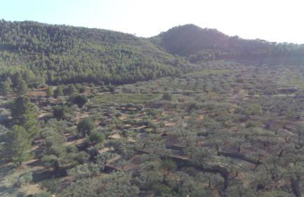 Mas Augueró - Foto 20