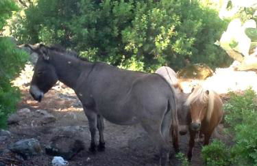 Agriturismo nuraghe Putzu Canu - Foto 16